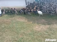 Turkeys — Foto 3