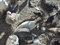 Turkeys — zdjęcie 2
