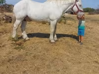 Hengst, Percheron — Foto 5