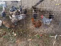 Chickens — photo 4