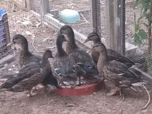 Ducks — Macarıstan