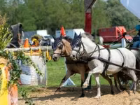 母马, Horses — 照片 6
