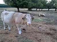 雌牛, Simmental cattle — 写真 3