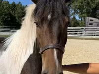 Pastuv, American paint horse — fotografija 5
