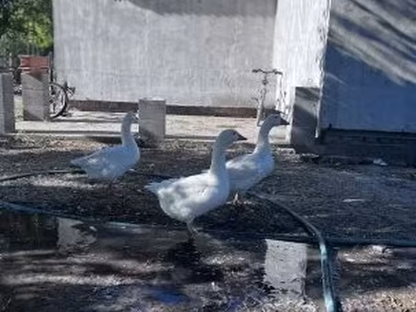 Geese — Hongrie