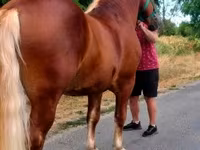 Caballo, Noriker — foto 2
