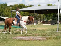 Horse (M), American paint horse — photo 7