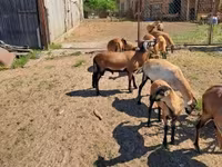Ovce (partija, pol nije naveden), Cameroon sheep — fotografija 3
