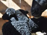 Widder, Racka sheep — Foto 1