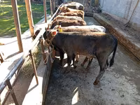 雄牛, Swiss cattle — 写真 5