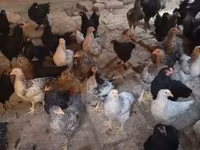 براهما — الصورة 1