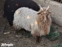 نعجة, Racka sheep — الصورة 5
