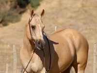 Pastuv, Quarter Horse — fotografija 7