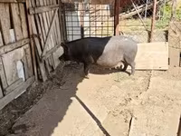 Cerda, Cerdos — foto 1