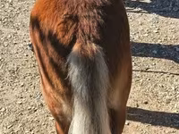 Pastuv, Shetland Pony — fotografija 3