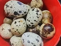 Quails — фото 1