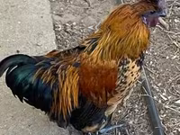 Chickens — 照片 1