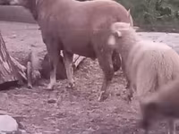 Brebis, Moutons — photo 1