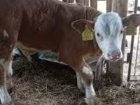 सांड, Simmental cattle — फ़ोटो 6