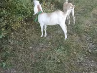 Echki, Nubian Goat — 4-rasm