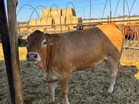 Kuh, Limousin-Kuh — Foto 1