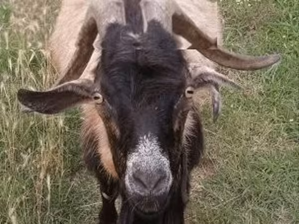 Boucs, Saanen goat — Hongrie