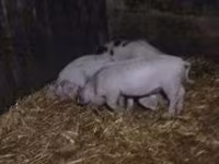Pigs (batch, sex not specified), Pigs — photo 3