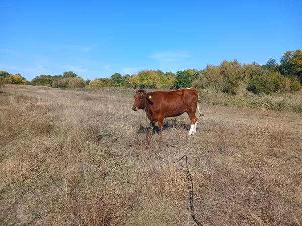 Krava, Simmental cattle
