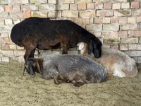Schaf, Arashan sheep — Foto 2