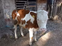 Toro, Raza gris húngara — foto 1