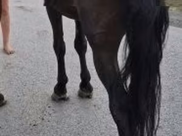 Cavalo, Cavalos