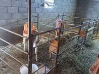 Сиыр, Swiss cattle — 4-сурет