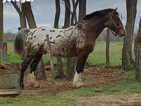 Yegua, Haflinger — foto 8