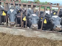 Vaca, Raça Jersey — foto 4