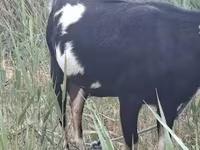 Goat, Goats — photo 1