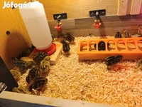 Quails — fotografija 2