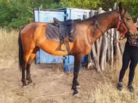 母马, Horses — 照片 2