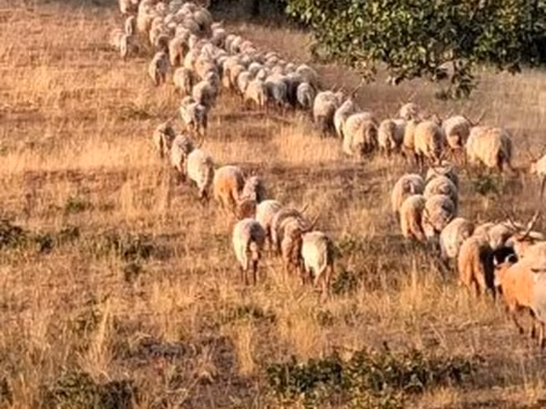 Schaf, Racka sheep