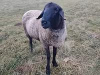 Baran, Racka sheep — zdjęcie 2
