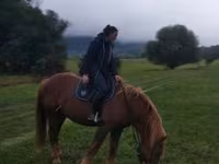 公马, Horses — 照片 8