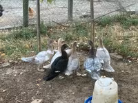 Ducks — الصورة 7