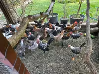 Holländisches Bantam — Foto 8