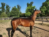 Horse (M), Akhal-Teke — photo 1