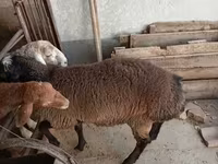 雄羊, Blackheaded Persian sheep — 写真 2