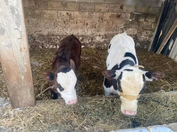 Bik, Simmental cattle
