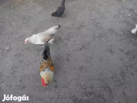 Chickens — Foto 1