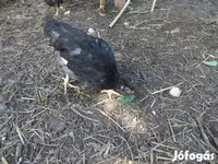 Chickens — 照片 1