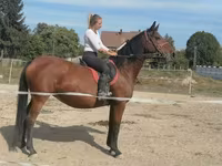 Kobyła, Hungarian horse breed — zdjęcie 1