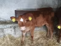 Vaca, Vaca Limousin — foto 2