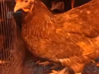 Chickens — foto 8